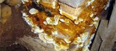 Dry rot Dry rot