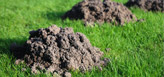 Mole hills