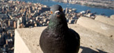 Pigeon