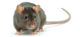 Rodent