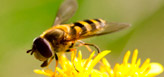 Wasp