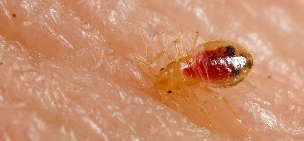 Bedbug Treatment