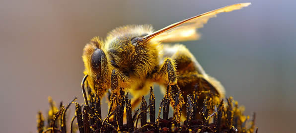 Bee Control