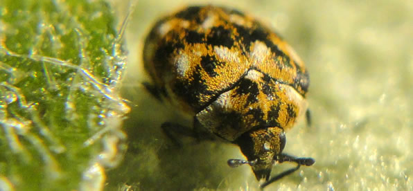 Carpet Beetle treatment