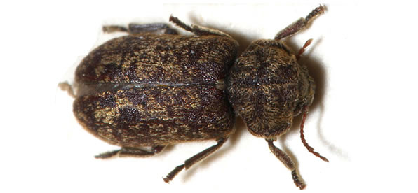 Carpet Beetle treatment