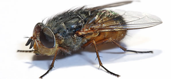 Fly Control