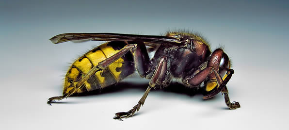 Wasp Control
