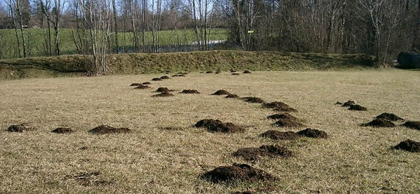 Fox Control