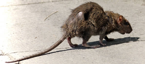 Rat Control