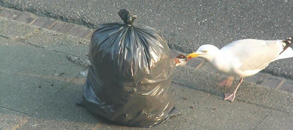 seagull Control
