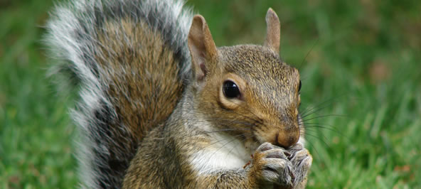Squirrel Control