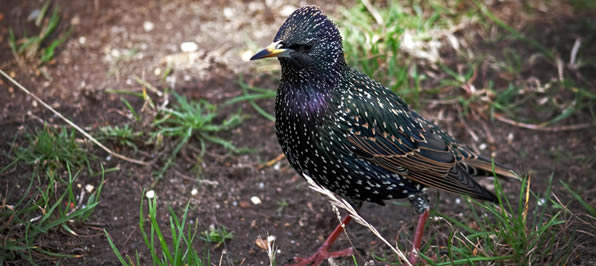 Starling Control