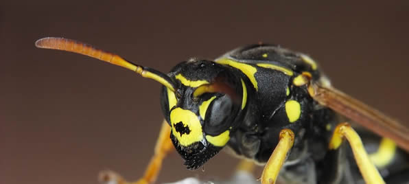 Wasp Control