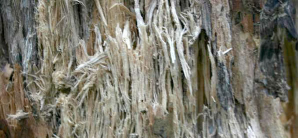 Wet Rot Treatment