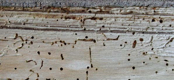 Woodworm treatment