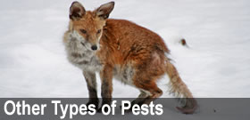 Pest Control