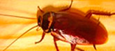 Bed bug
