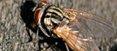 Woodworm