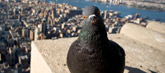Urban birds