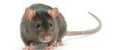 Rats and mice