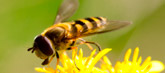Wasps and Bees Wasps and Bees