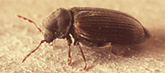 Woodworm