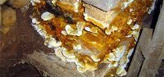 Dry rot