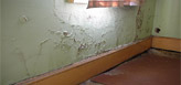 Dry rot