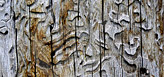 Woodworm