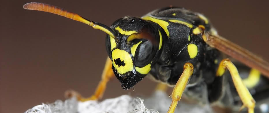 Wasps Nest Removal