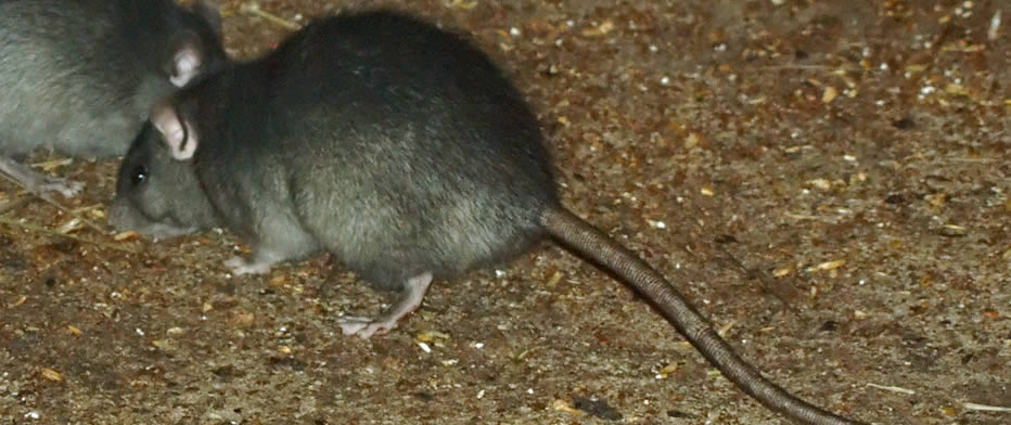 Rat Control