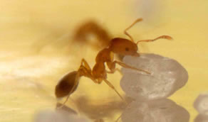 Ant Control