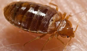 Bedbug Extermination