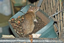 Rat Control