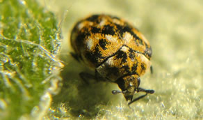 Carpet Beetle treatment