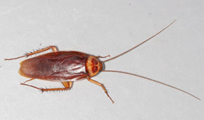 Cockroach Extermination