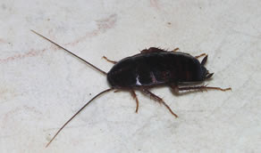 Coackroach Extermination