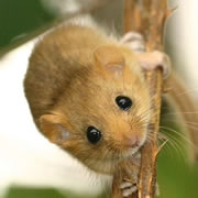 Dormouse Control
