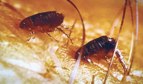 Flea Control