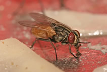 Fly Exterminatiors