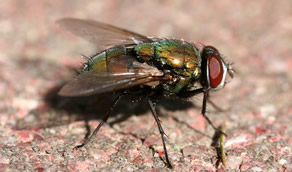 Hornet Extermination