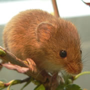 Mouse Extermination