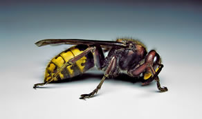Hornet Extermination