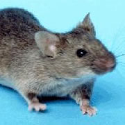 Mice Extermination