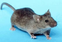 Mouse Control