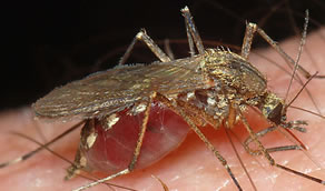 Mosquito Control