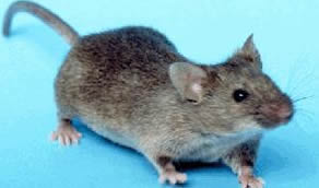 Mouse Extermination