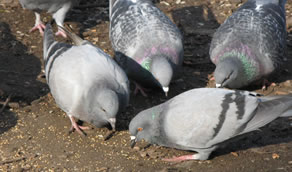 Pigeon Control