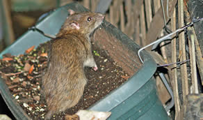 Rat Control
