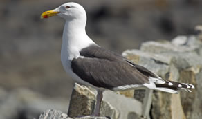 Seagull Control